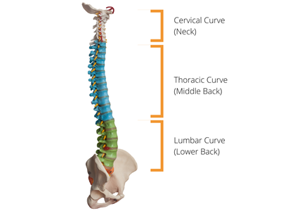Back Pain Overview